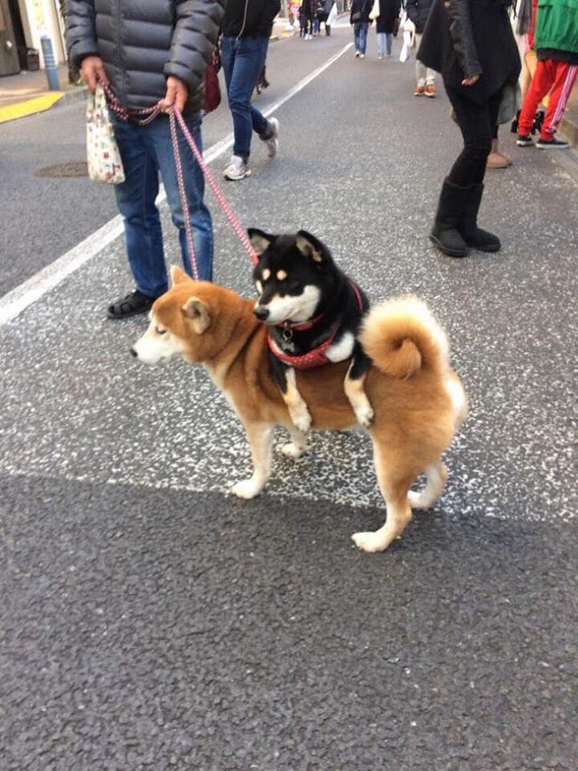 柴犬ってだいたい何キロくらい歩けますか 走ったら何キロくらい走れると Yahoo 知恵袋