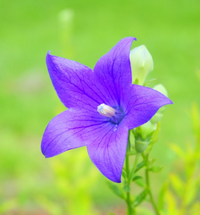 桔梗の花には一年草ですか 縁起の良い花ですか 桔梗は宿根草です その佇ま Yahoo 知恵袋