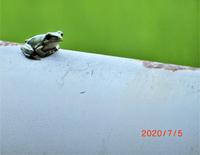 線状降水帯の下でカエルは大喜びでゲロゲロゲロゲロと大合唱ですか Yahoo 知恵袋