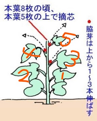 朝顔の摘芯について 仮摘芯 は何のためでしょうか 普通に摘芯 Yahoo 知恵袋