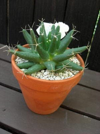 昨日サボテンを買ったのですが 葉 の間に綿のようなものがあるの Yahoo 知恵袋