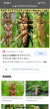 バラに産卵するカミキリムシの種類を教えてください 先程 庭 Yahoo 知恵袋