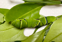 アゲハの幼虫を飼っています レモンの葉で育った幼虫ですが 葉を食い付くさ Yahoo 知恵袋