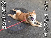 犬は暑いと お散歩の途中に座り込んだりしませんか たしか Yahoo 知恵袋