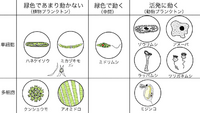 中1の理科です 池に生息して細長いカプセルみたいなのに歯ブラシ が入 Yahoo 知恵袋