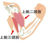 上腕三頭筋って懸垂で鍛えられますか Yahoo 知恵袋