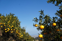 夏みかん の不知火という品種を育てているのですが実がなりません こ Yahoo 知恵袋