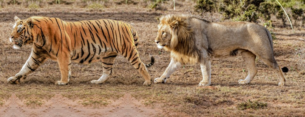 動物対決タイマンでどっちが強いと思いますか ライオンvsナイルワニ ジ Yahoo 知恵袋