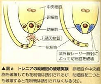 以下の問題に回答していただけると幸いです 花粉管の胚嚢 Yahoo 知恵袋