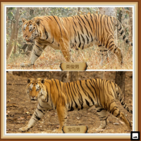 トラとライオン どちらの方が好きですか 僕は何と無くトラの方が好 Yahoo 知恵袋