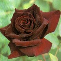 黒薔薇って誕生花だと何月何日ですか もしかしてなかったりしますか あと Yahoo 知恵袋