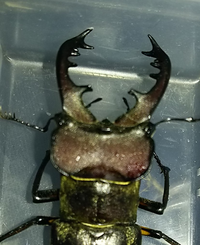 ミヤマクワガタを捕まえたのですがクワガタって何を食べるんですか 田 Yahoo 知恵袋