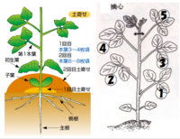 枝豆を現在育てています 徒長気味な苗を斜め植えで植えました 現在花が咲くくら Yahoo 知恵袋