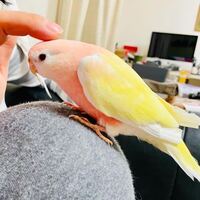 このアキクサインコさんはルビノーですか ルチノーですか 淡い色がと Yahoo 知恵袋