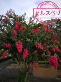 この植物の名前を教えて貰えるとありがたいです 父の植木を形見分 Yahoo 知恵袋