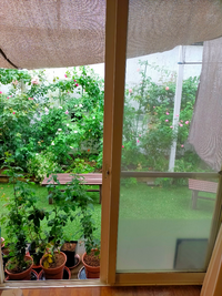 薔薇を花壇で育てています 大雨の日やカンカン照の日は 薔薇の Yahoo 知恵袋