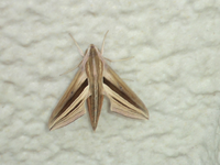 これはベニスズメの幼虫でしょうか Yahoo 知恵袋