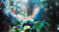 おかえりモネのオープニング曲中に映る植物の名前が知りたいです 今この景 Yahoo 知恵袋
