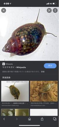 これはなんと言う貝ですか メダカの水槽にいつの間にかいました メダカ Yahoo 知恵袋