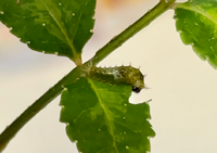 カラスアゲハの幼虫を入手したのですが 餌となるキハダやコクサ Yahoo 知恵袋
