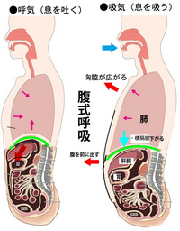 よく歌う時に腹式呼吸を意識すると良いって聞くんですがどうすれ Yahoo 知恵袋