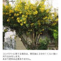 剪定について質問です シンボルツリーのアンデスの乙女が２年で Yahoo 知恵袋