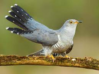 気動車カッコウへの入隊について 今年の夏休みに免許発行しようと思い Yahoo 知恵袋
