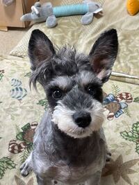 犬飼ってる方に質問てす 夏は何度にしてますか ２６度にして風邪は1番きつく Yahoo 知恵袋