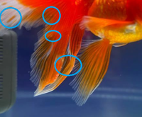 オランダ獅子頭 ツリガネムシについて 飼育している金魚の1 Yahoo 知恵袋