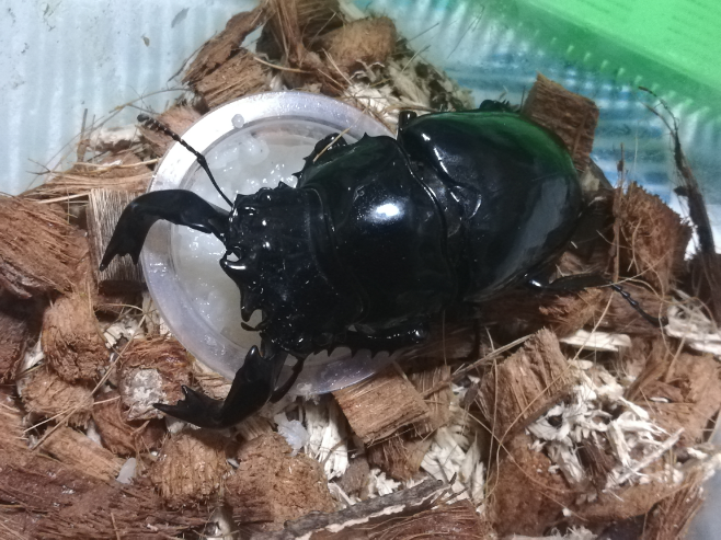 レギウスオオツヤクワガタについてです。 - ・おすすめカワラタケ菌糸