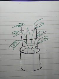 モンステラの支柱の立て方教えてください 大きくなってきて やらね Yahoo 知恵袋