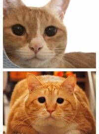 ネコのオスとメス 顔で区別できますか 違いがあれば教えて下さい 岩合光 Yahoo 知恵袋