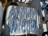 神戸空港沖で太刀魚を釣りましたが ボートに盛大に血が飛び散りました 帰 Yahoo 知恵袋