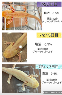 うちのウーパールーパーが最近餌の食べが悪いです 赤虫 あまり食べず人工餌 Yahoo 知恵袋