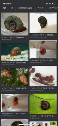 水槽に 飼った覚えの無いカタツムリのような物体がいたのですが 種類が分かる Yahoo 知恵袋