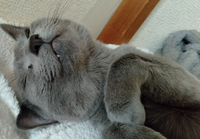 ロシアンブルーは犬みたいな 性格をしていると聞きますがどん Yahoo 知恵袋