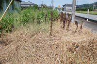 畑脇の倉庫に雑草が多数あります 初めて除草剤撒こうと思いますが 雑草を Yahoo 知恵袋