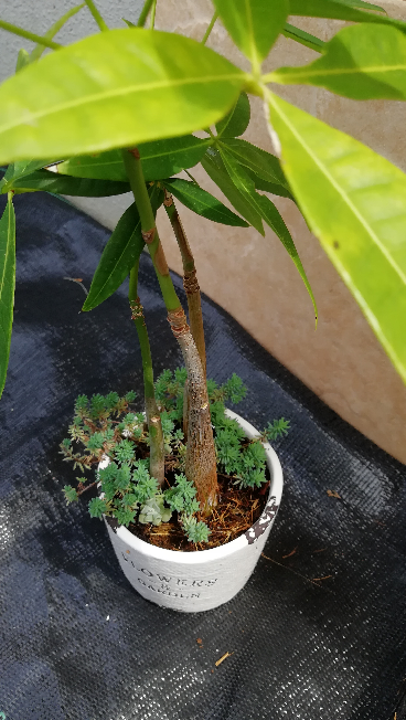 パキラを同じ鉢植えに2本植えることは可能ですか？ - また植える