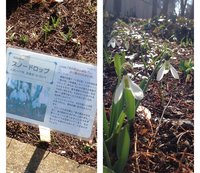 恋愛系の花の名前とその花の花言葉を教えてください 白いカー Yahoo 知恵袋