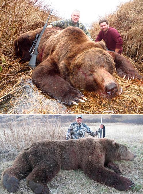 トラはヒグマを捕食するというのは本当でしょうか そう考えるとトラの戦闘力って Yahoo 知恵袋