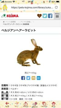 前足と後ろ足が妙に細長いこのウサギは なんという種類ですか Yahoo 知恵袋