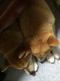犬を飼ってる方に質問です 犬に一口あげたり舐めさせたりし Yahoo 知恵袋