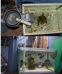 金魚の濾過装置について 金魚の濾過について 動画配信サイ Yahoo 知恵袋