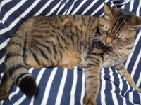 警戒している猫に目薬をさすコツ教えて下さい0 5歳くらいで保護してから３週 Yahoo 知恵袋
