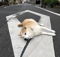 散歩初心者の犬が草や石が気になるようで歩かないんですがどうしたら Yahoo 知恵袋