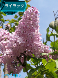 ライラックってどんな花 花の良い香りがします 庭木として植える方もいます Yahoo 知恵袋