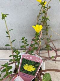 ポーチュラカ 写真あり の花が咲きません 写真から 何か見て取れ Yahoo 知恵袋
