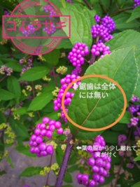 画像は植物のムラサキシキブでございます きれいに小さい紫色の Yahoo 知恵袋