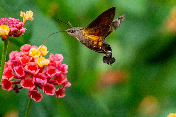 その他 SIGMA 18-250mm F3.5-6.3 DC MACRO HSM TAMRON18-300について気になりご質問させていただきまし - Yahoo!知恵袋