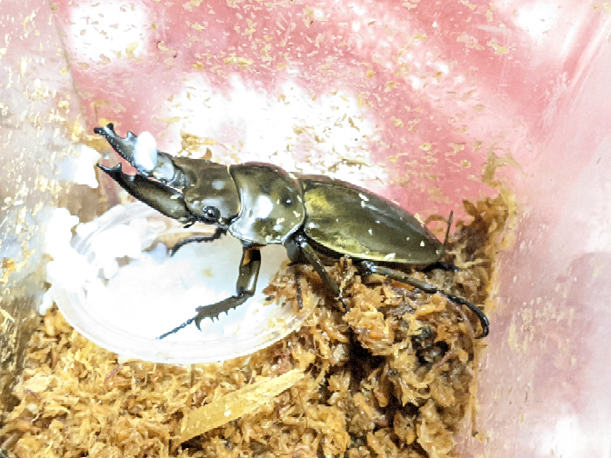 ババオウゴンオニクワガタって、どれくらいで後食するのでしょうか 
